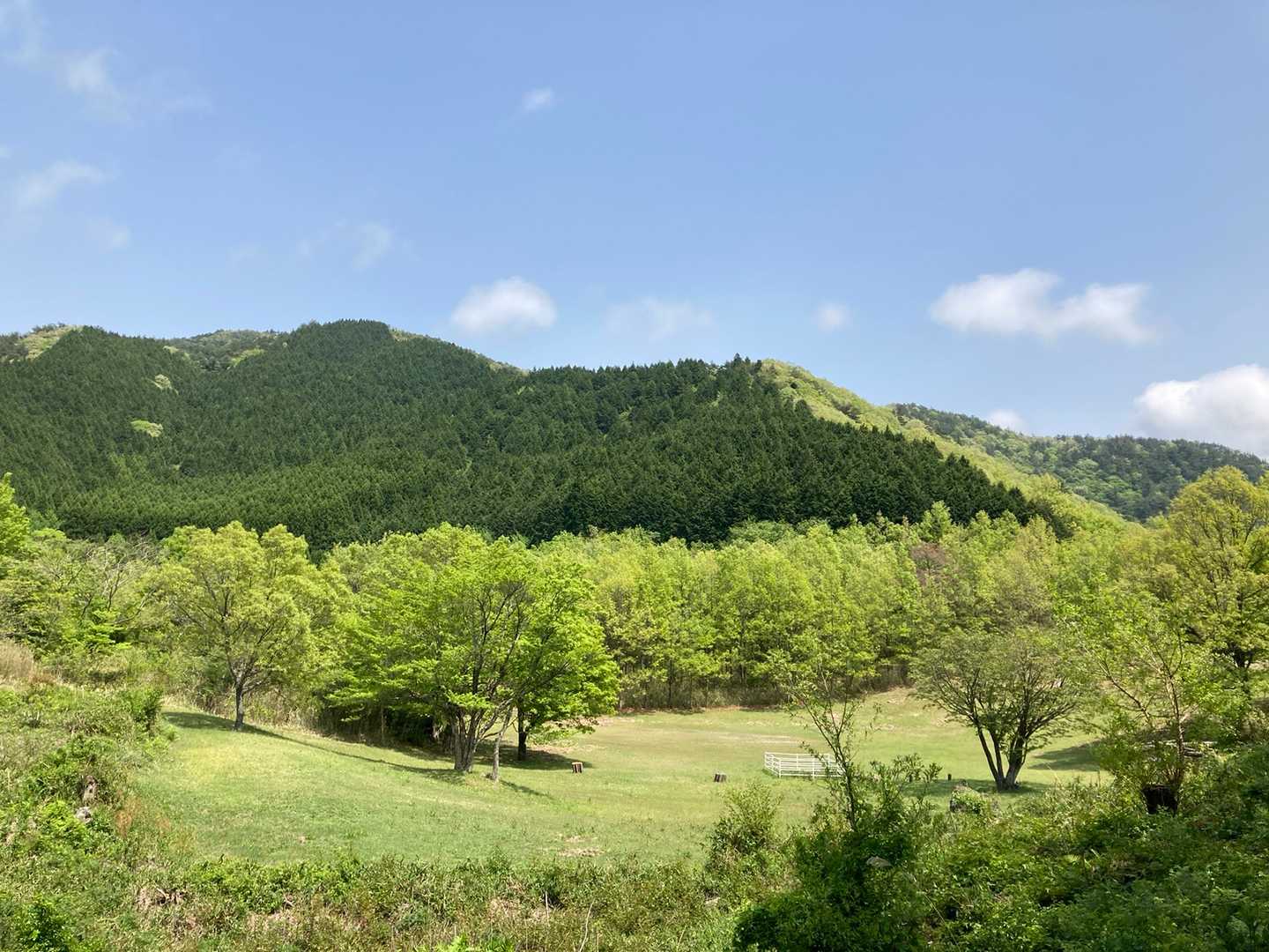緑のコントラスト