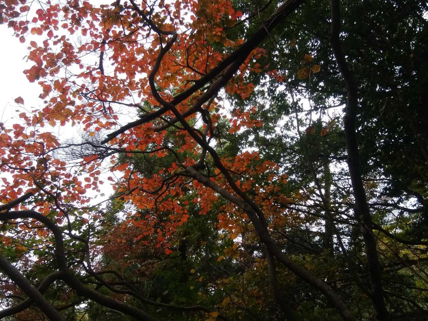紅葉には未だ早いです