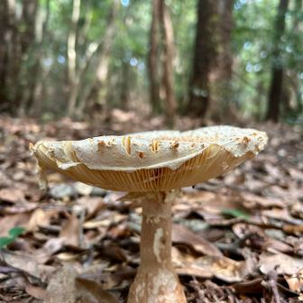 横から🍄‍🟫