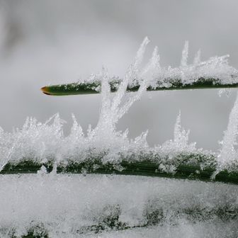 松の葉に霧氷の赤ちゃん。