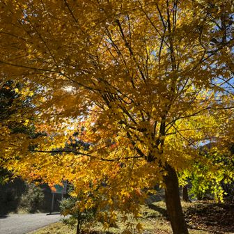 無事に下山  キャンプ場の紅葉が綺麗でした✨

ここで、YAMAPでもフォローし憧れていたハイカーさんが、北アルプスで滑落し亡くなられた事を知りました。とても悲しく残念ですが、絶景の山々を駆け抜けて、輝く人生を過ごされたのだと想います。

同年代の彼女からいただいた感動と勇気を胸に、ささやかな私の山行ですが、自分らしく歩き続けていきたいと思いました。出来る限りの安全対策をしながら。
ご冥福を心よりお祈りします🙏