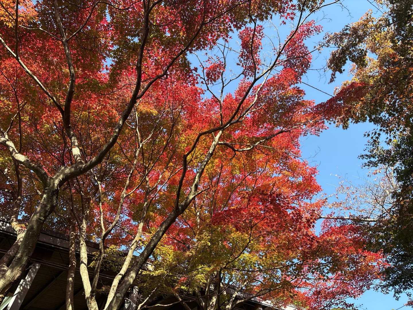 こちらは赤くなっています