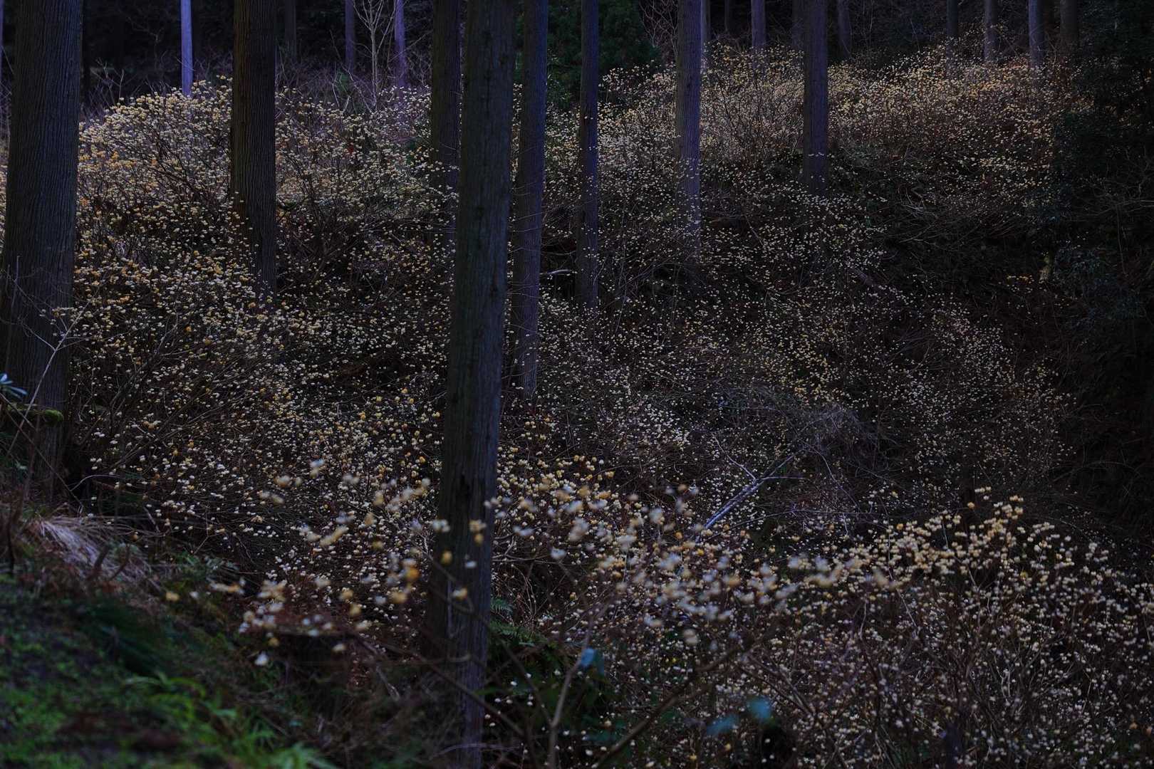 高畑山 往復コースの写真