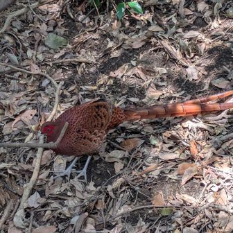 案内鳥のドーリー君