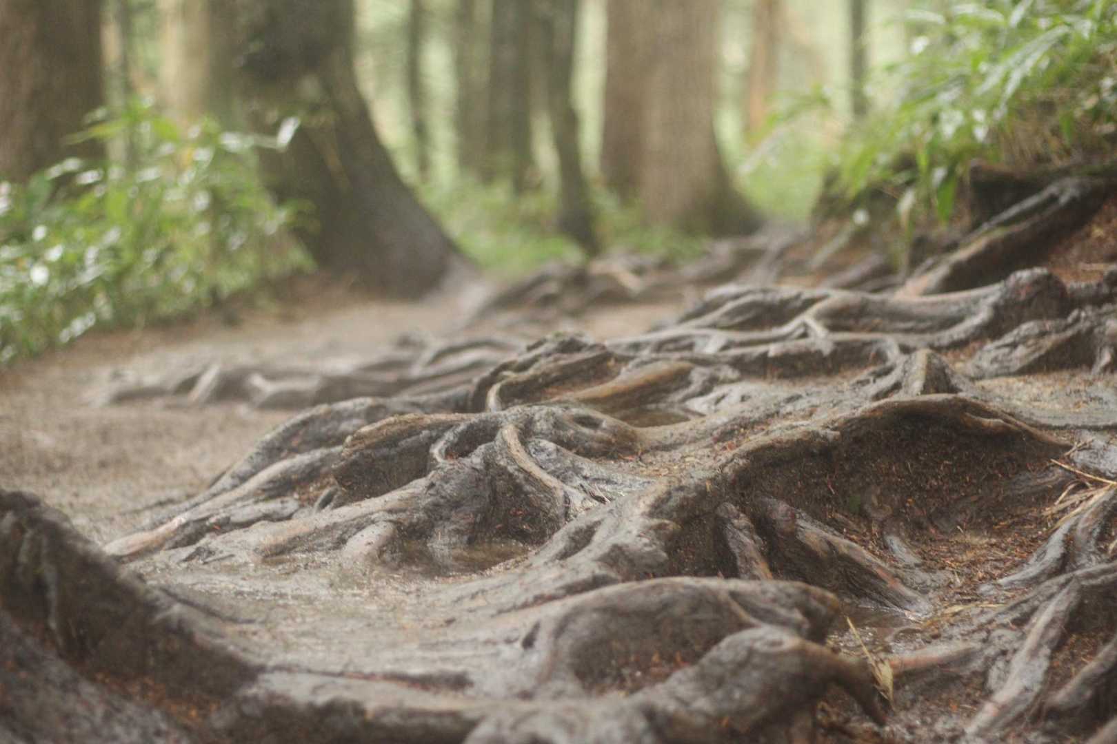 大下りノ頭-合戦沢の頭-富士見ベンチ-第3ベンチ-第2ベン 縦走コースの写真
