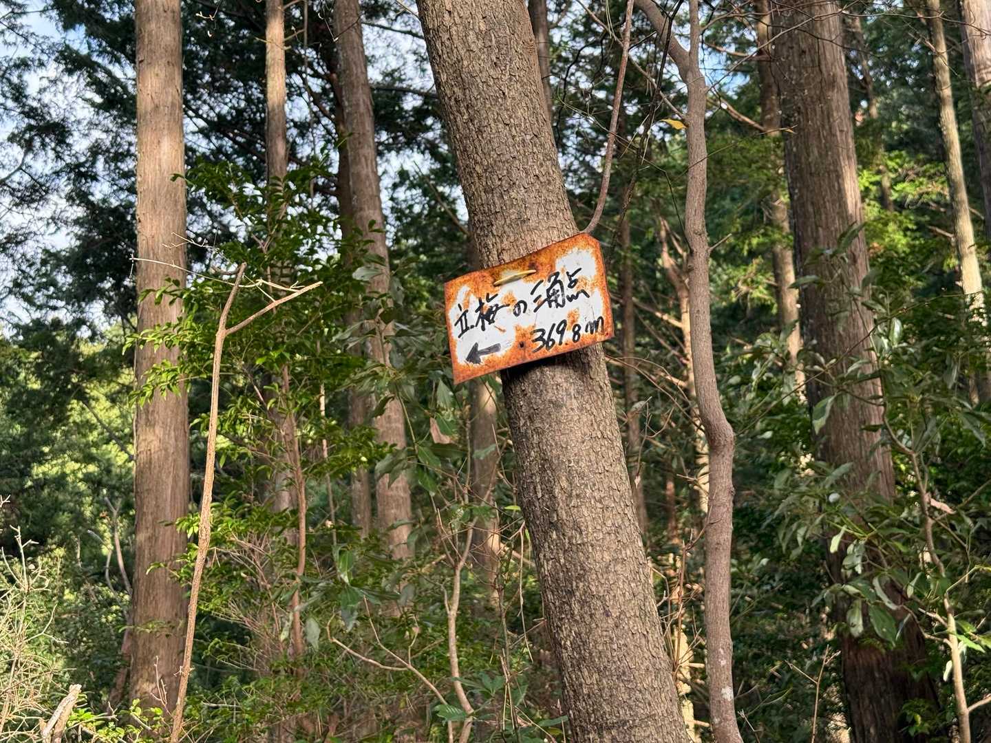 最初のピーク、立梅の三角点（南猪子山）に到着💨
残念ながら眺望はありません。