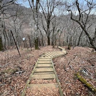 森の中をテクテク歩いた