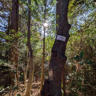 見つけにくかった🕵️