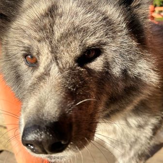 このわんチャン🐶テクテクとすぐに寄ってくるのに触ってたらガルルー、ガルルーと今にも噛みそうな声を出すんよなぁ、
なんで寄ってくる？😁
犬好きなんで良いですけどね☺️