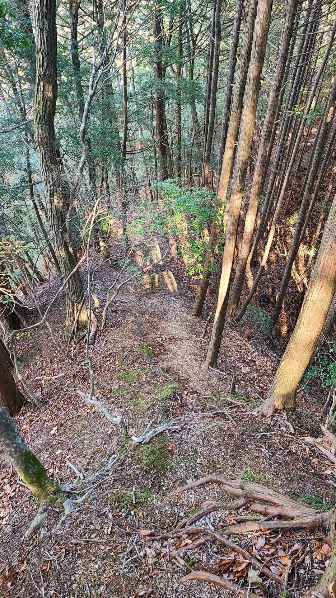 熊の糞がめっちゃあるんよ！！
離山のクセの強さ⑥
しかも、出来立てホヤホヤの瑞々しいヤツ見つけてしもて(笑)(笑)