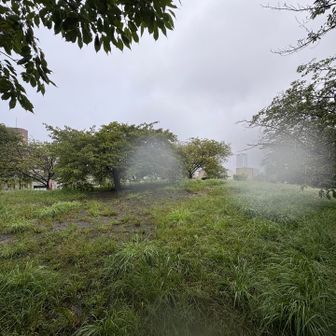 『西郷山』ピークはトイレ前丘の上、あの桜の木辺り🌲
標識なし🪧だと思う