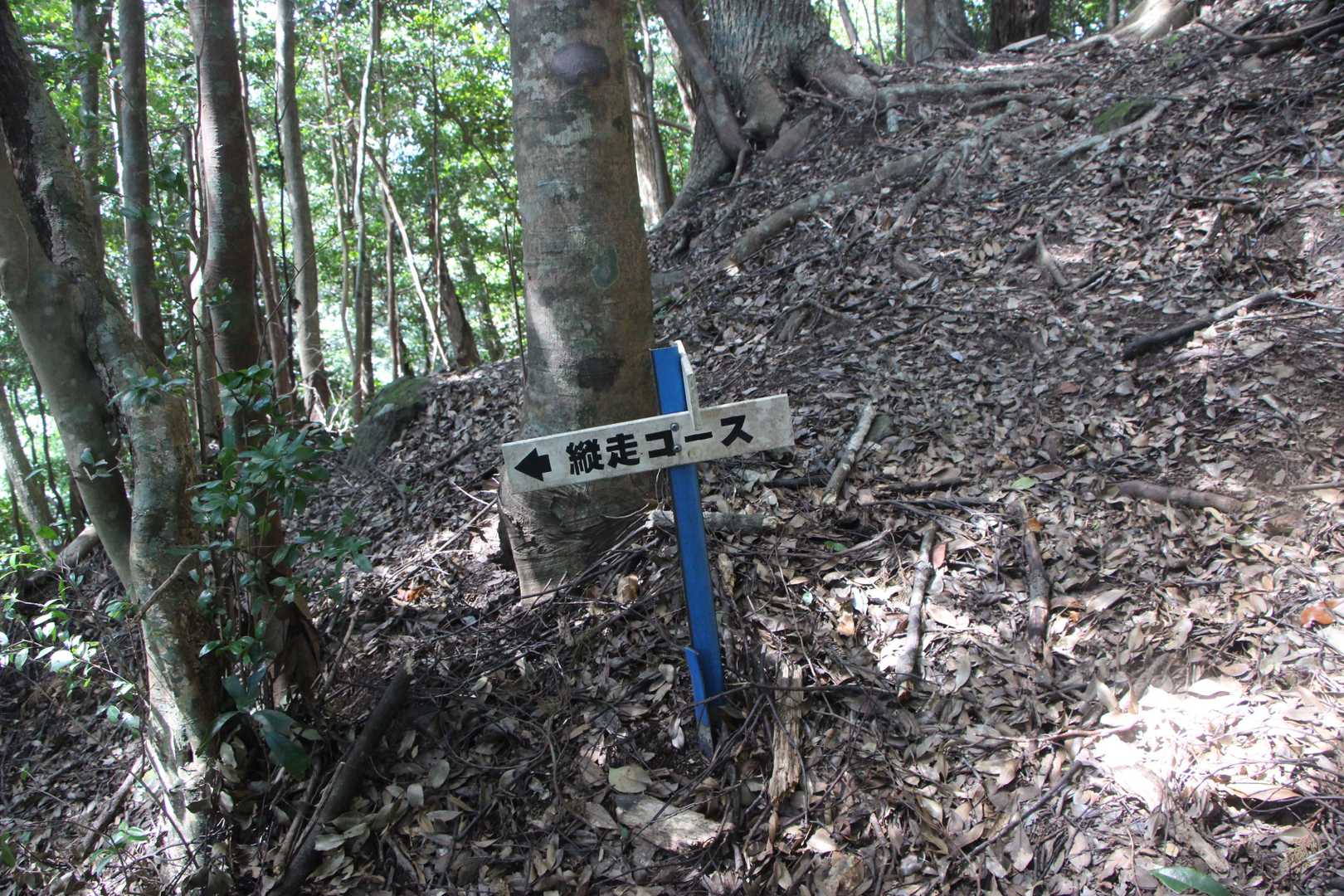 神社コースとの分岐