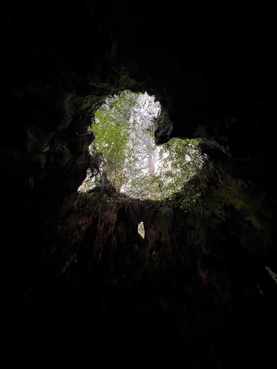 縄文杉-ウィルソン株-辻峠-白谷雲水峡登山口 縦走コースの写真