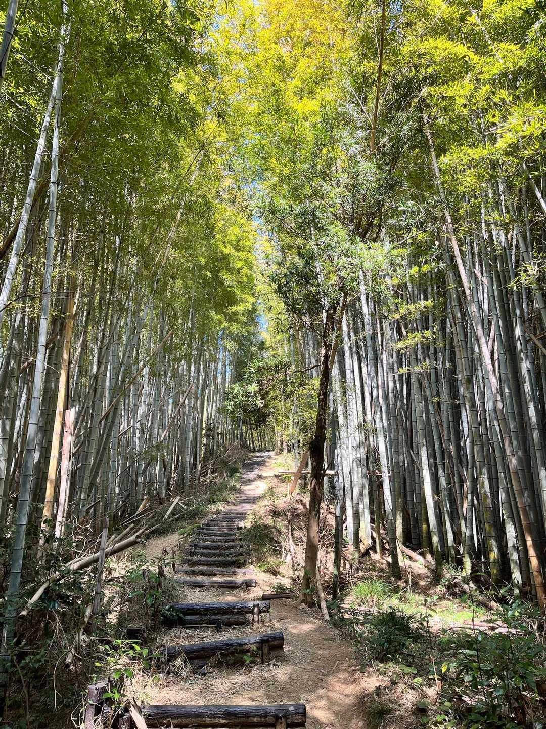 いつものお気に入りの竹林を歩いて行きます😄日陰で気持ちの良い風が吹いています。