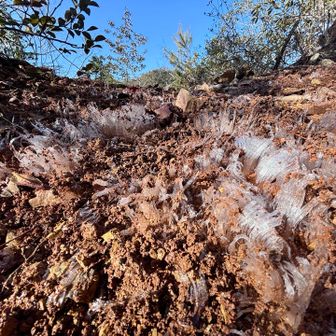 霜柱やーヾ(*´∀｀*)ﾉｷｬｯｷｬ