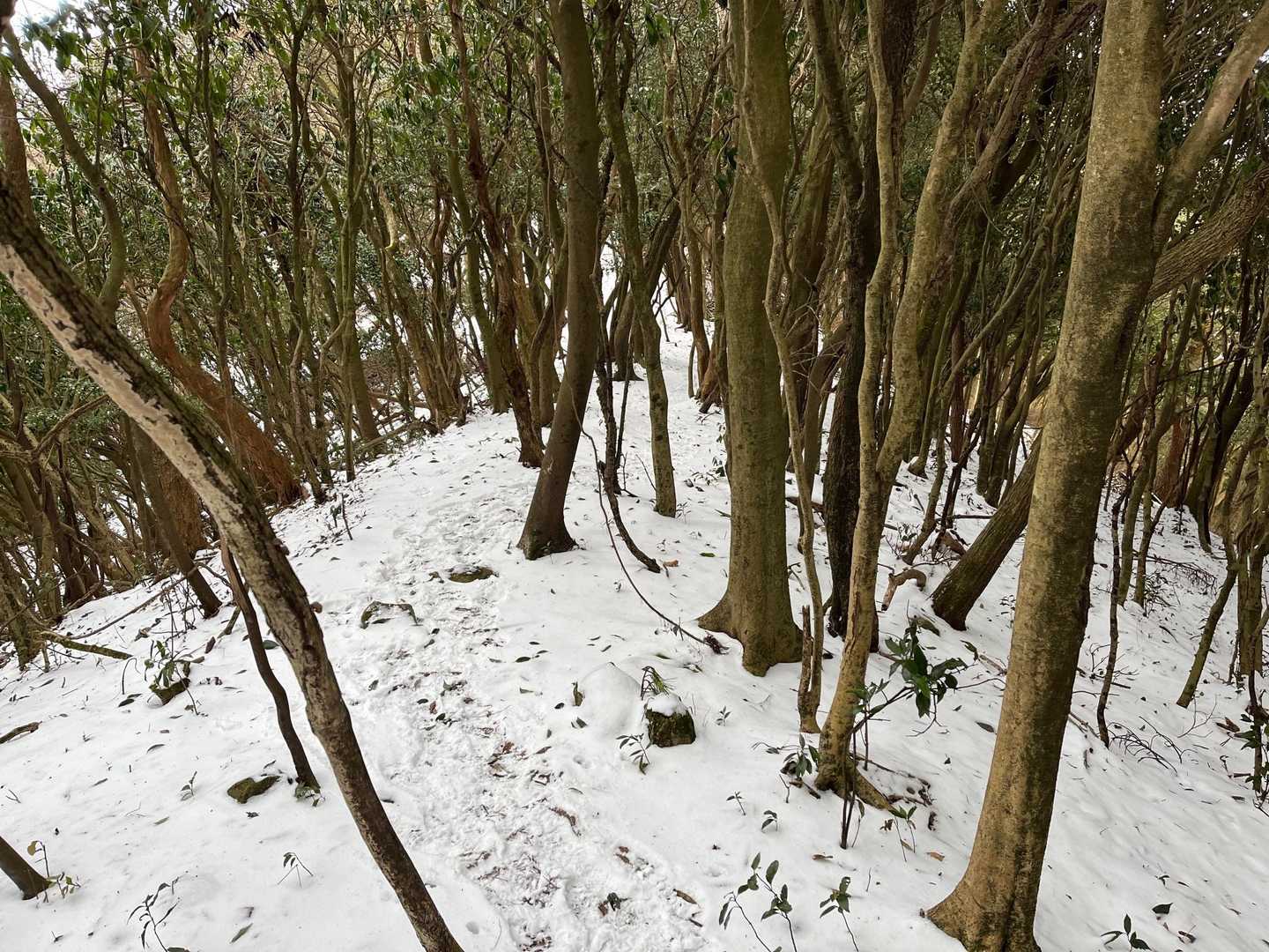雪山歩きが愉しくなってきた。