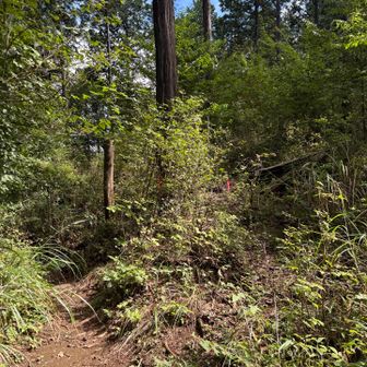 グミの木山は右です。
ピンクテープを辿っていきます。ちょい藪漕ぎ気味