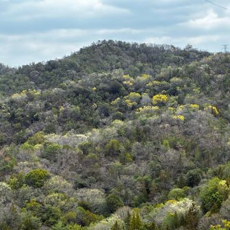 ミモザが見えます💛