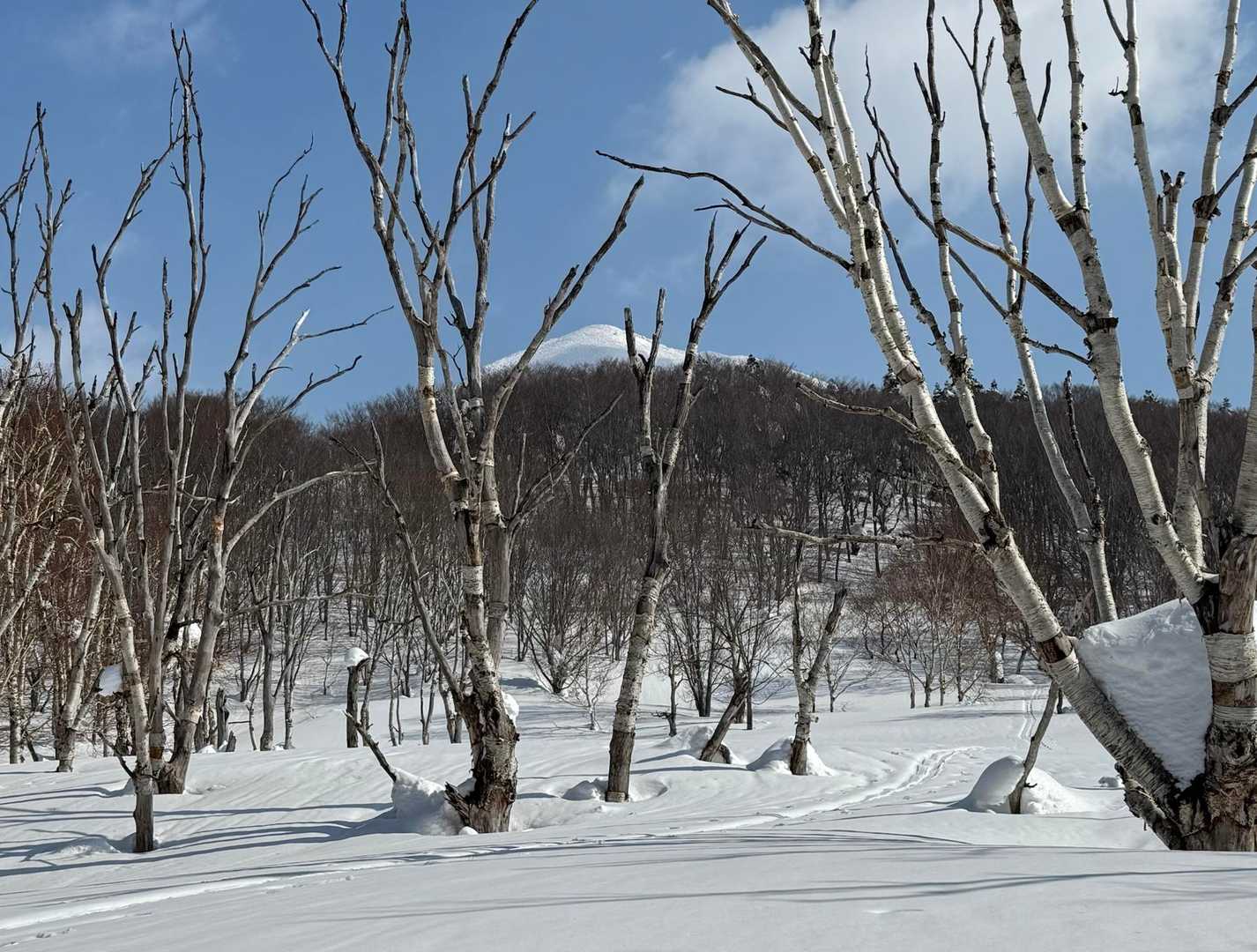 撮っとく、多分今シーズン最後だと思うから