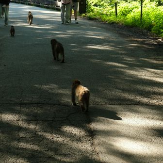 上高地のお猿さん

結構いました
人にたかることなく
静かなお猿達でした🐒
