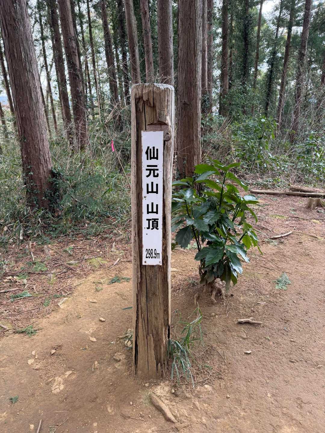 仙元山遊歩道入口-仙元山-城山-大日山-物見山-仙元山遊歩 周回コースの写真