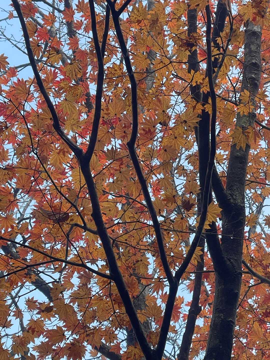美しい紅葉🍁