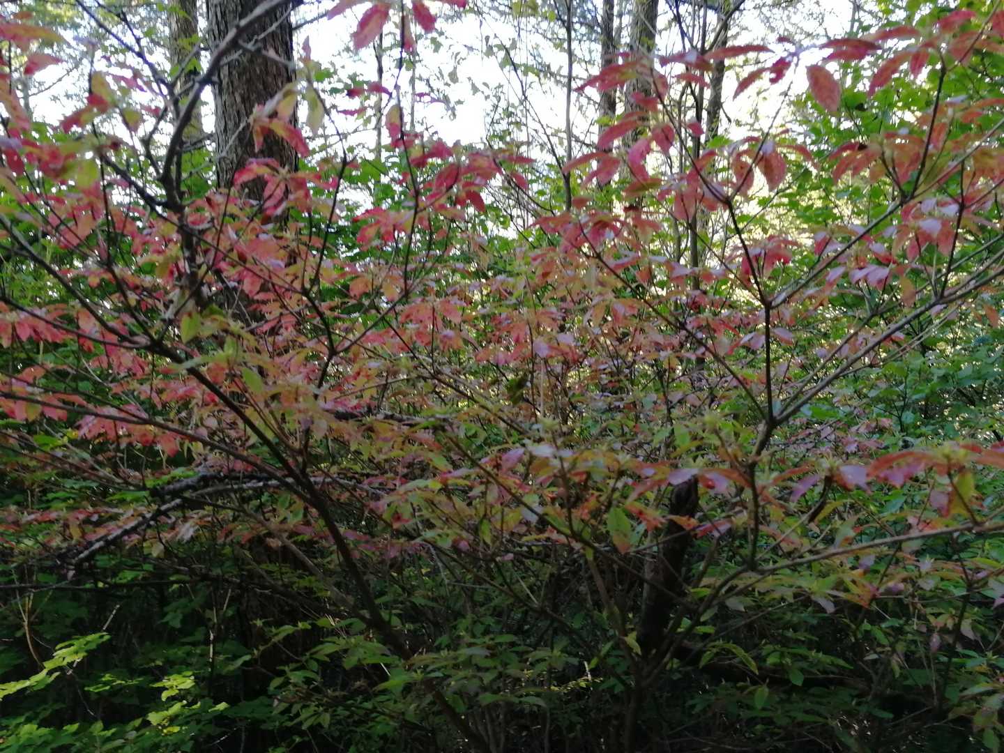 紅葉🍁しています😊