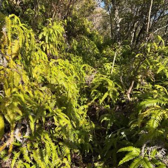 平井山の周りには軽い茂みを突破