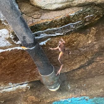 水槽は水が半分くらい💦
カエルさんの隠れ家🙈
ぷかぷか浮いてるカエルさん🐸
ピンピンしてます😊