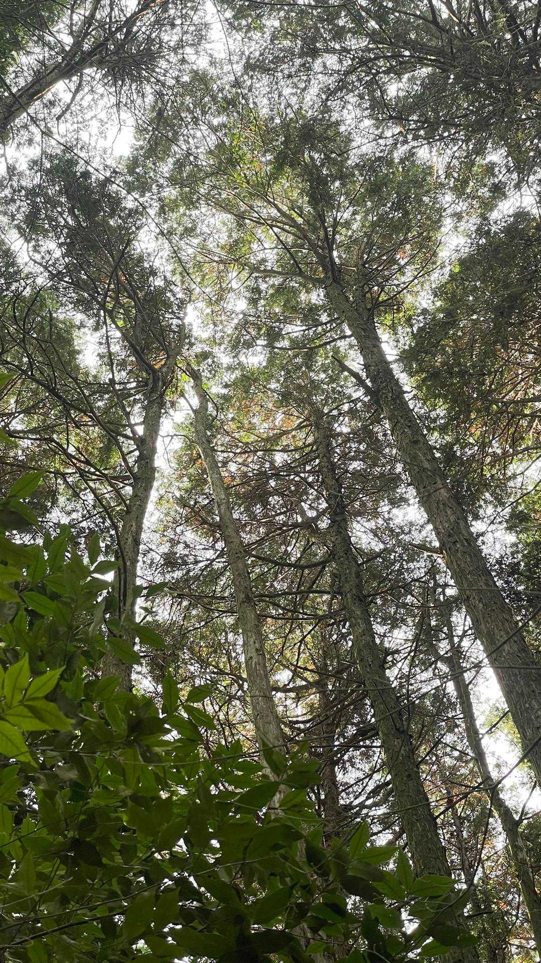 奥山 周回コースの写真