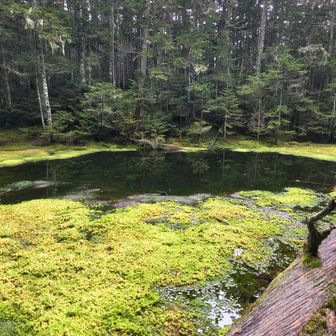 突如現れた駒鳥の池✨