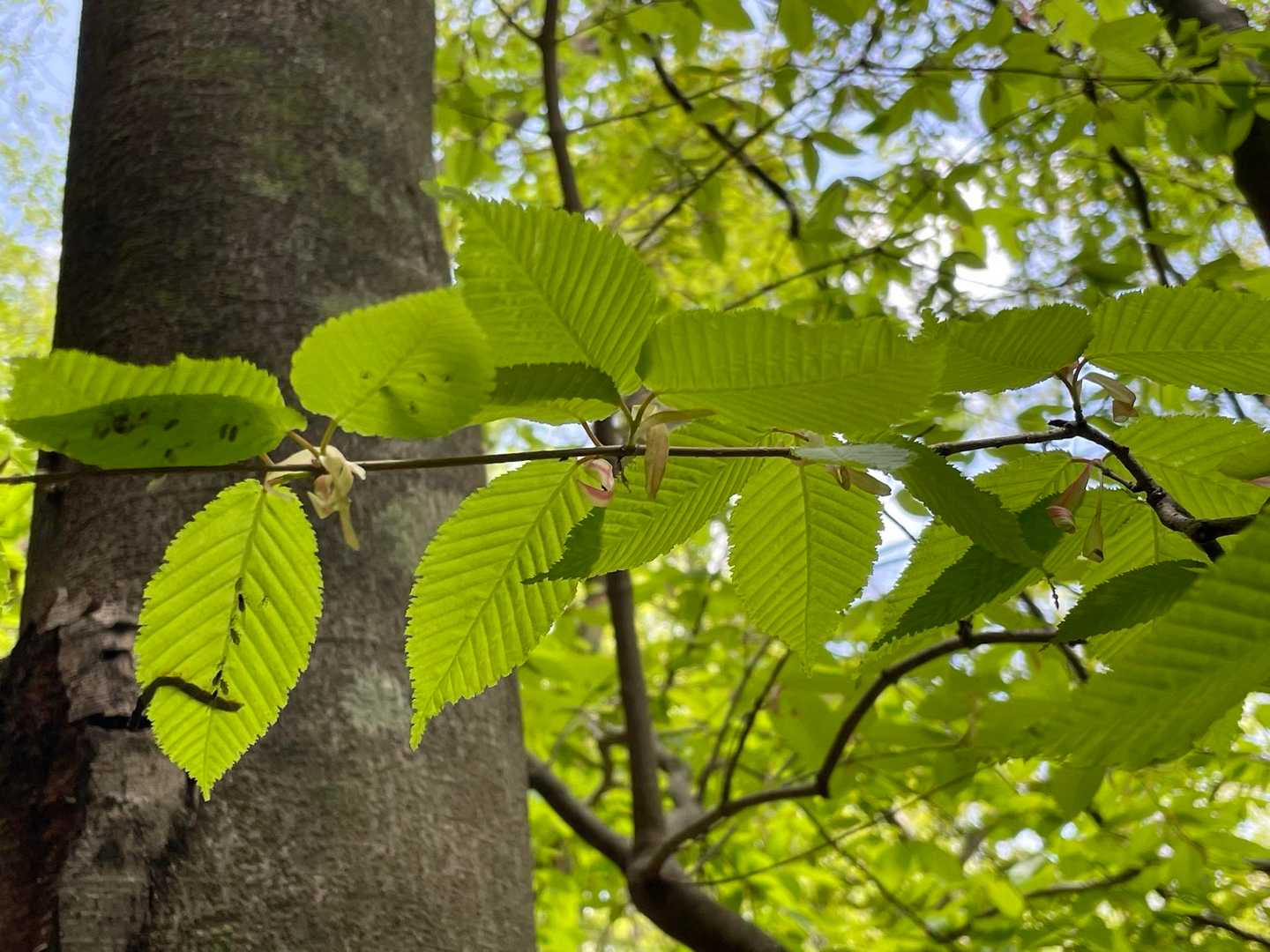 ブナの新芽🌱美しい
