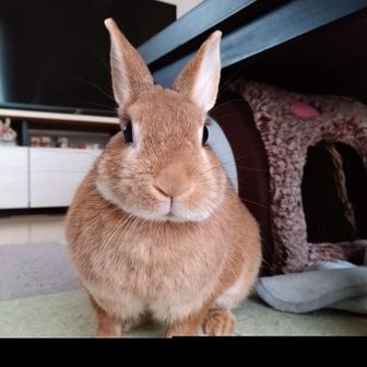 おやまハンター