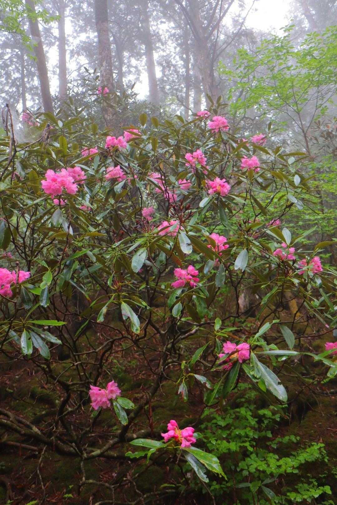 白髪山登山口-白髪山 周回コースの写真