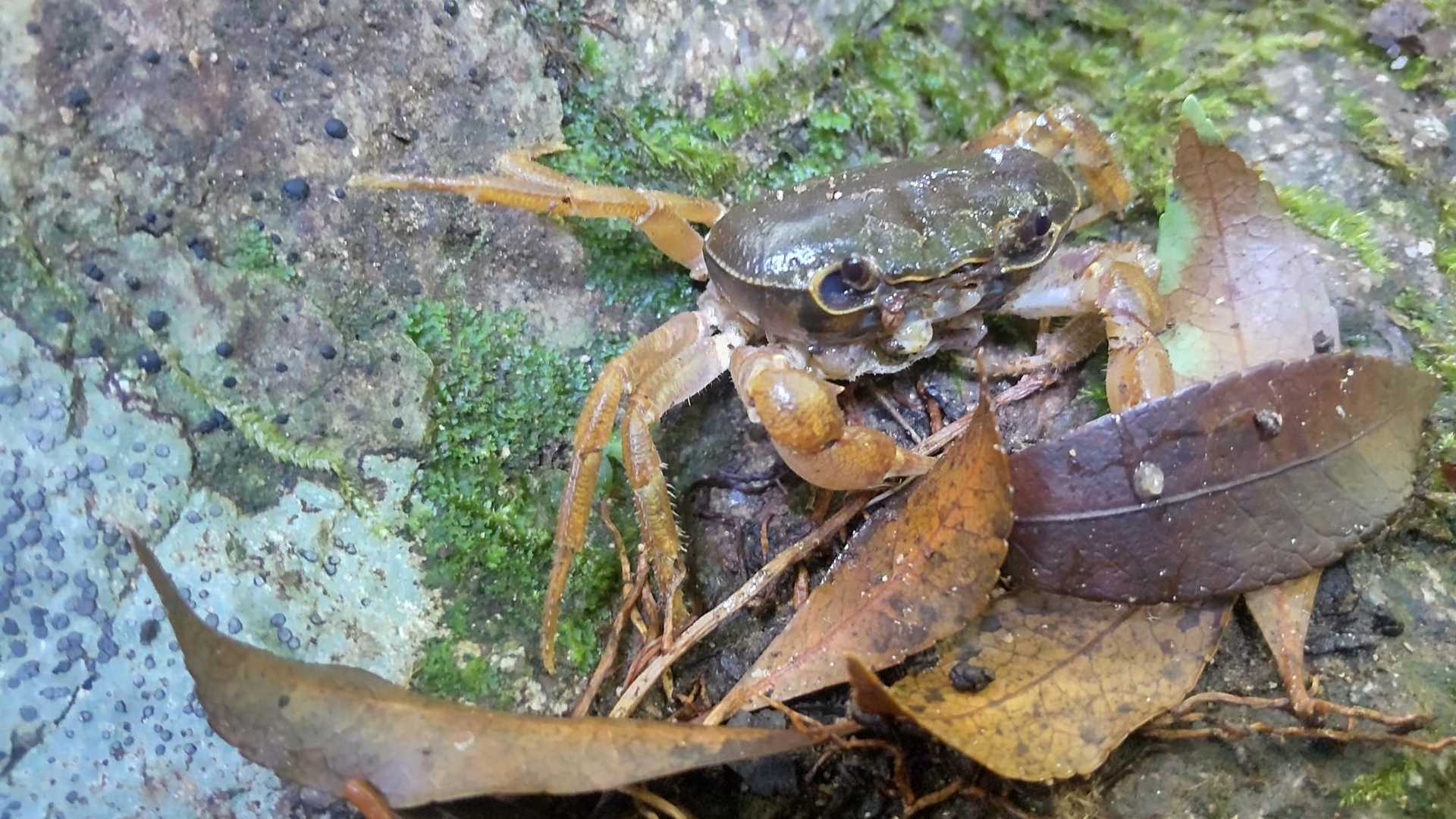 今の季節は花はほとんど無し、サワガニに癒されました。