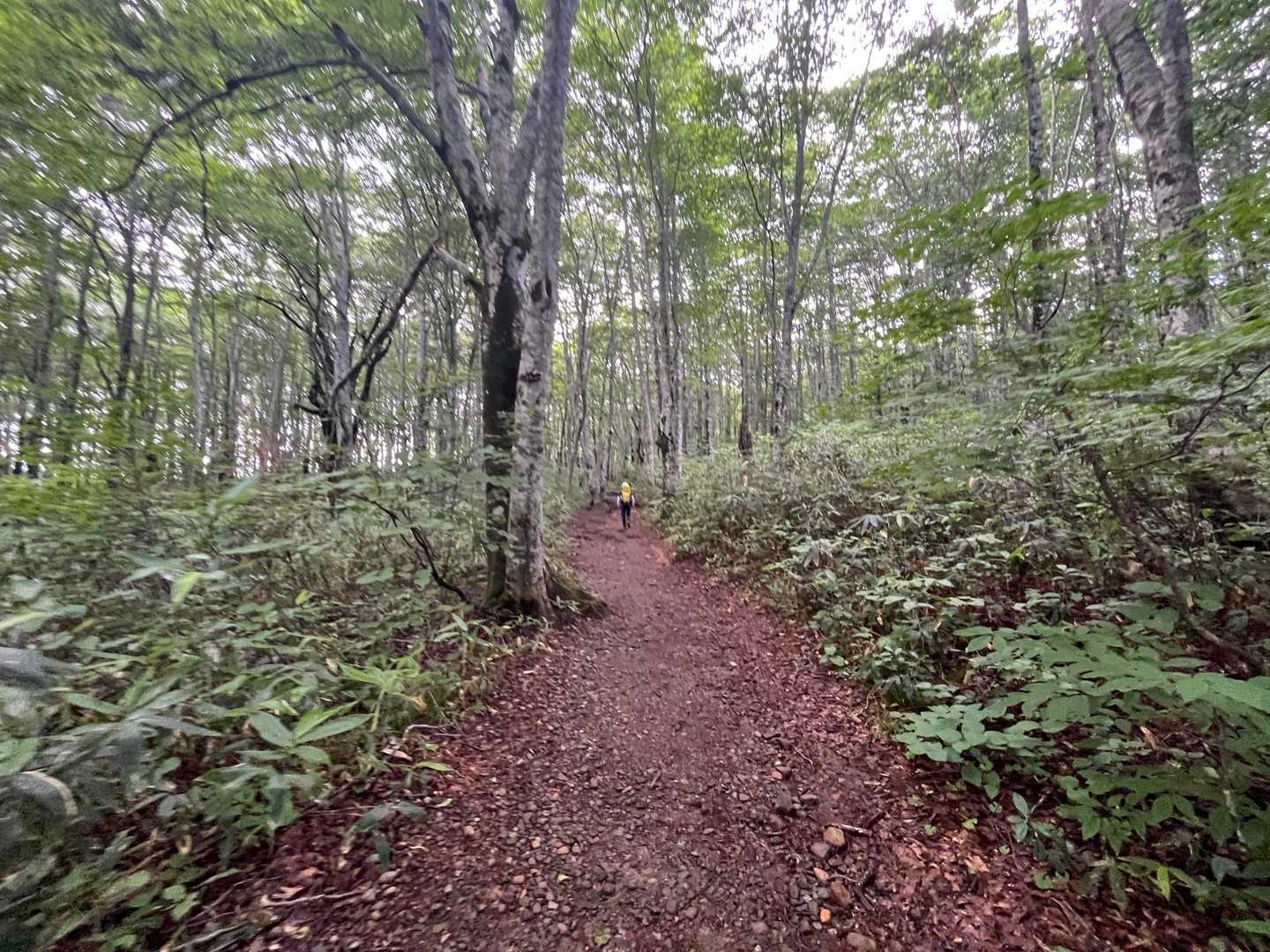すぐにブナ林が続く。地元八甲田ぽい。