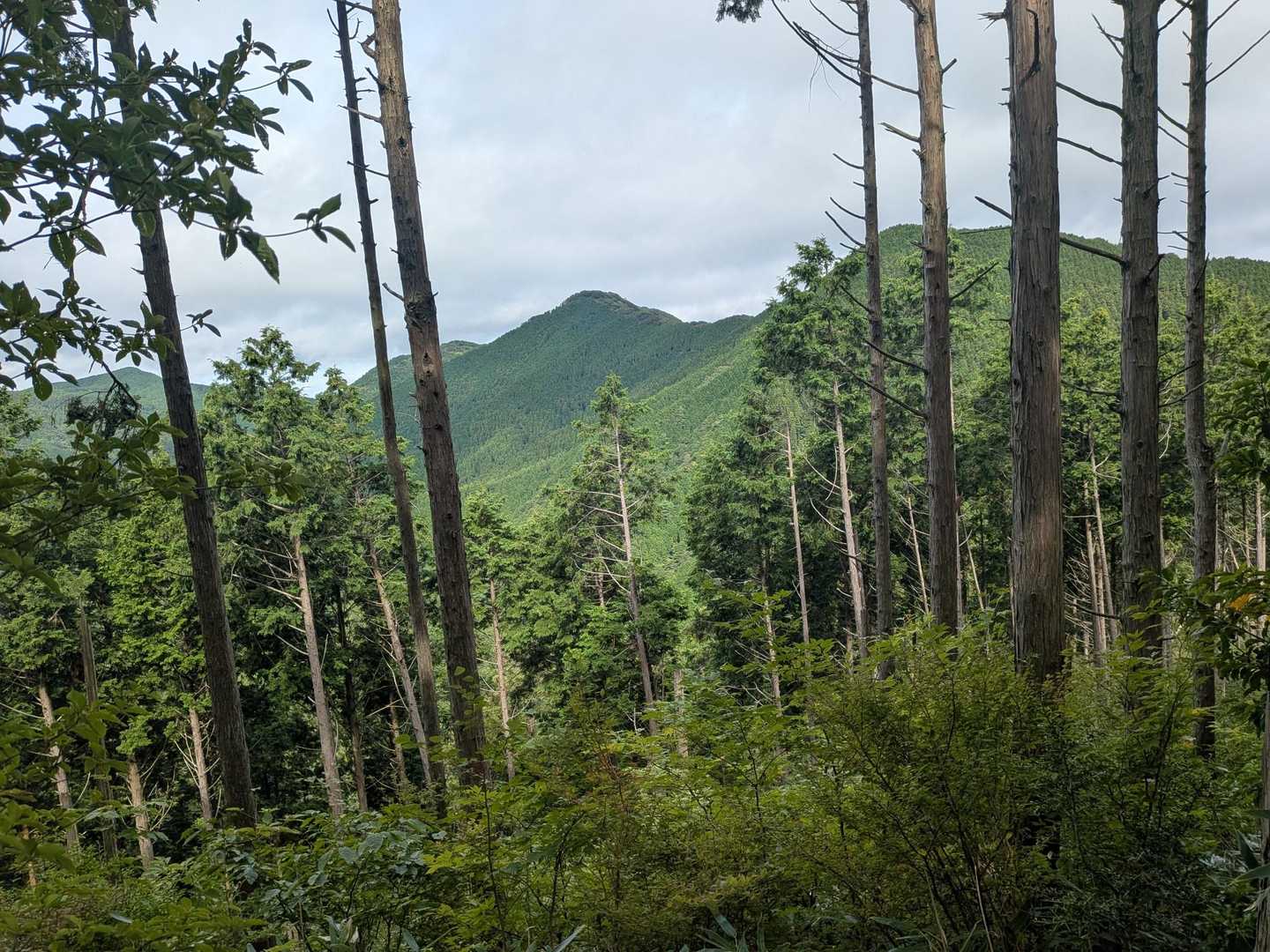 梅ヶ市登山口-堂ヶ森 往復コースの写真