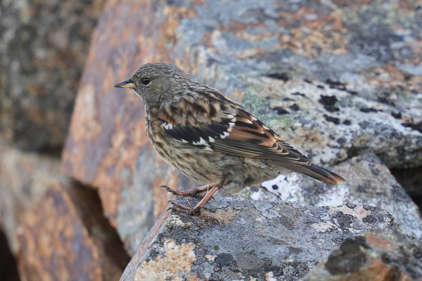 イワヒバリっち🐦‍⬛ｶﾜ(・∀・)ｲｲ!!