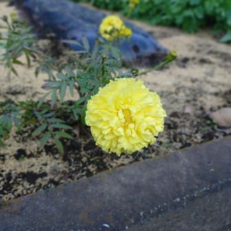 民家のお花に癒されます～♥️
とっても癒されます～🥰