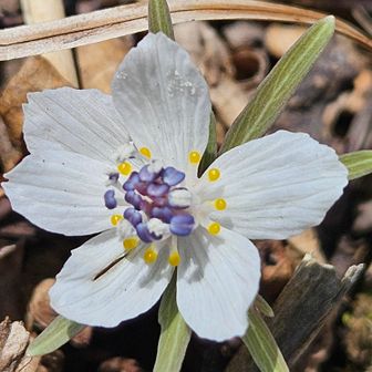 BURRN!が好きで何でも大きく撮ってしまうので　可憐さが伝わらない😂
