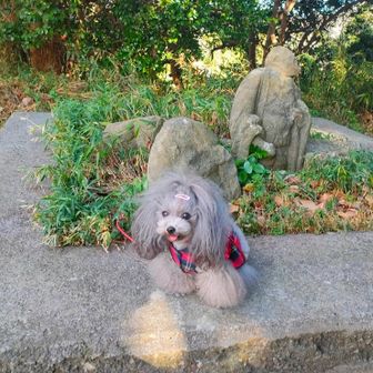 えっ？！
お地蔵様、お顔なくなっちゃってるんだけど〜
鎌倉の長い歴史をこんなところからも感じさせますね〜！

そうとも知らず、その前でご機嫌にお座りしている末っ子わんこ。
他🐩🐩シニア2わんこお休みなので代表して一言。

「2025年もマミーの活動日記見てくれてどうもありがとう！」💕