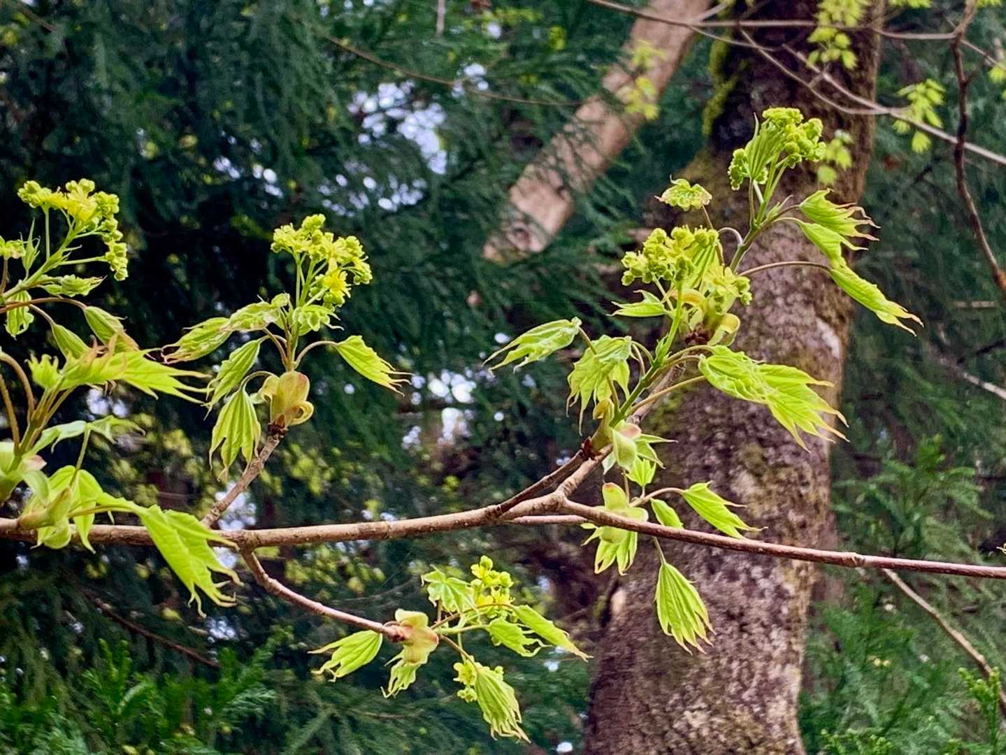 イタヤカエデが開花