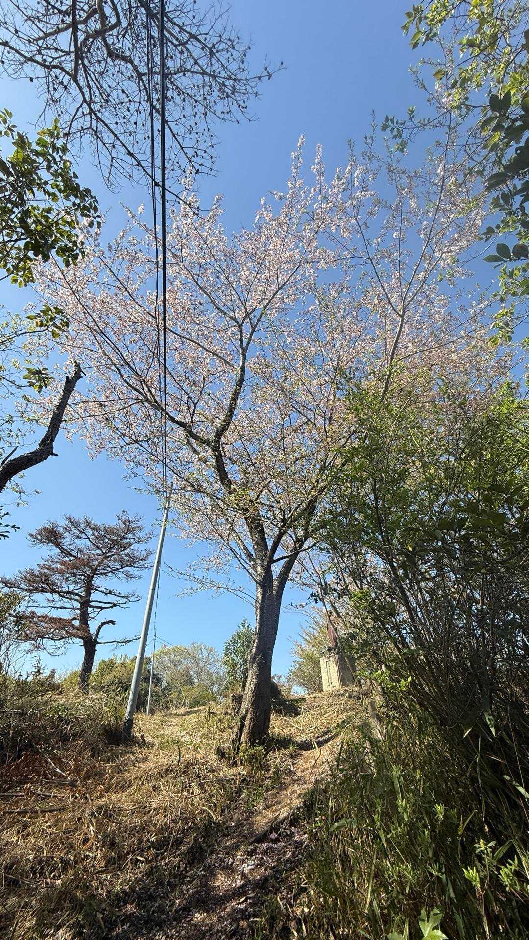 桜🌸が少し残ってた