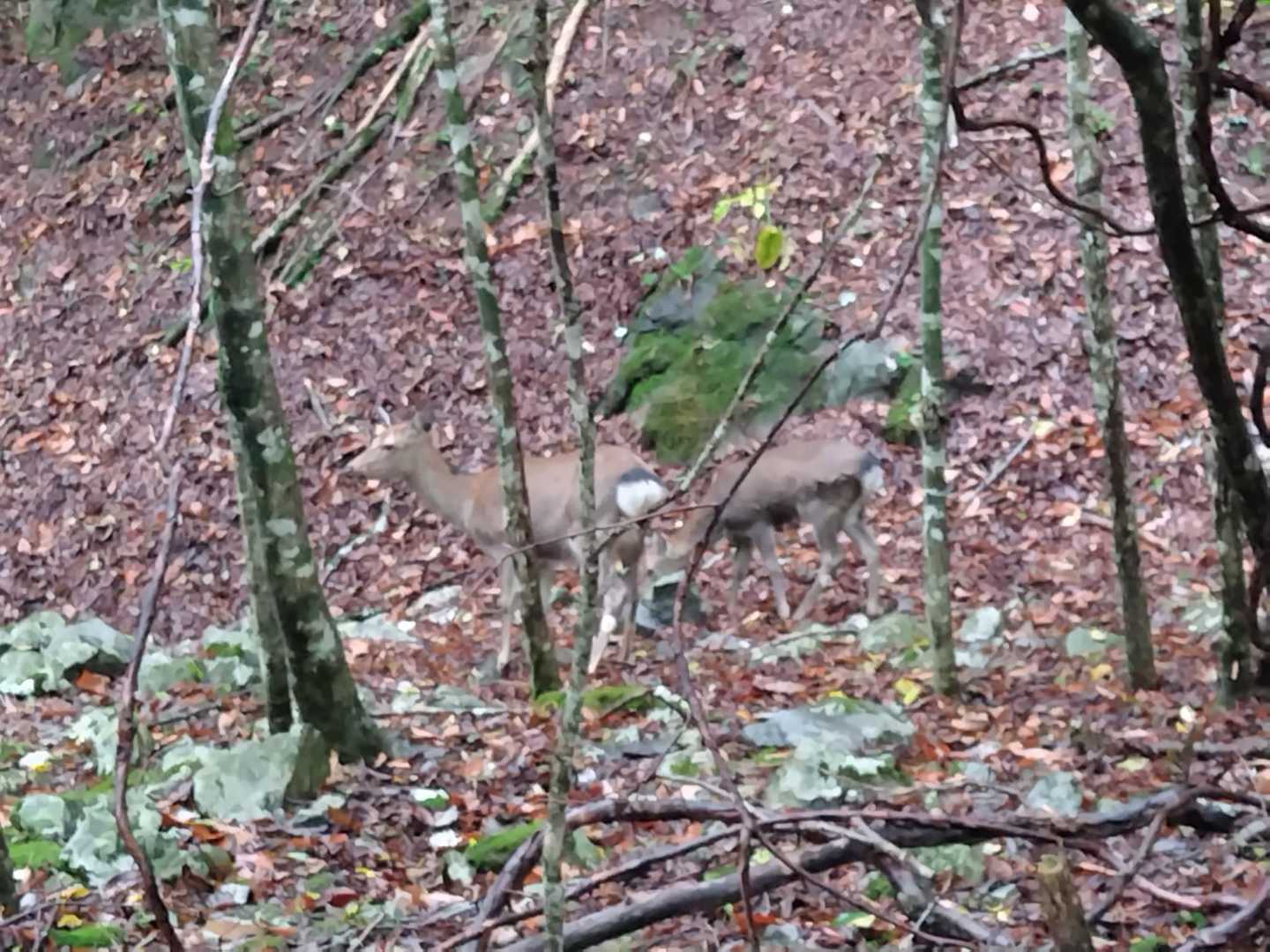 さて小雨降る中、登山口から出発❗️

いきなり鹿🦌に会いました🥰