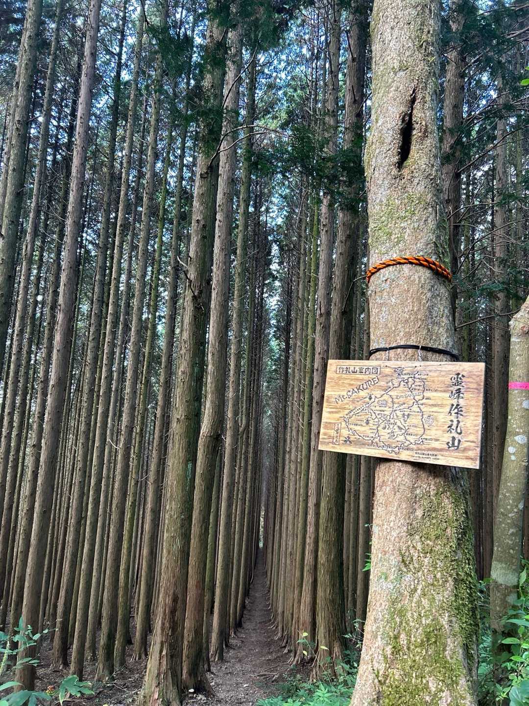 人生の並木路✨