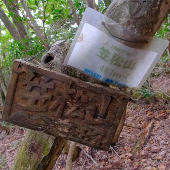 もう一つの分岐点を反対に行くと、鈴鹿300座の笠松山最高点🙌
鈴鹿300というと、荒れているイメージですが、ここは、日本コバのおかげで、結構整備されていました。朽ちてはいましたが、ベンチもありましたよ👍