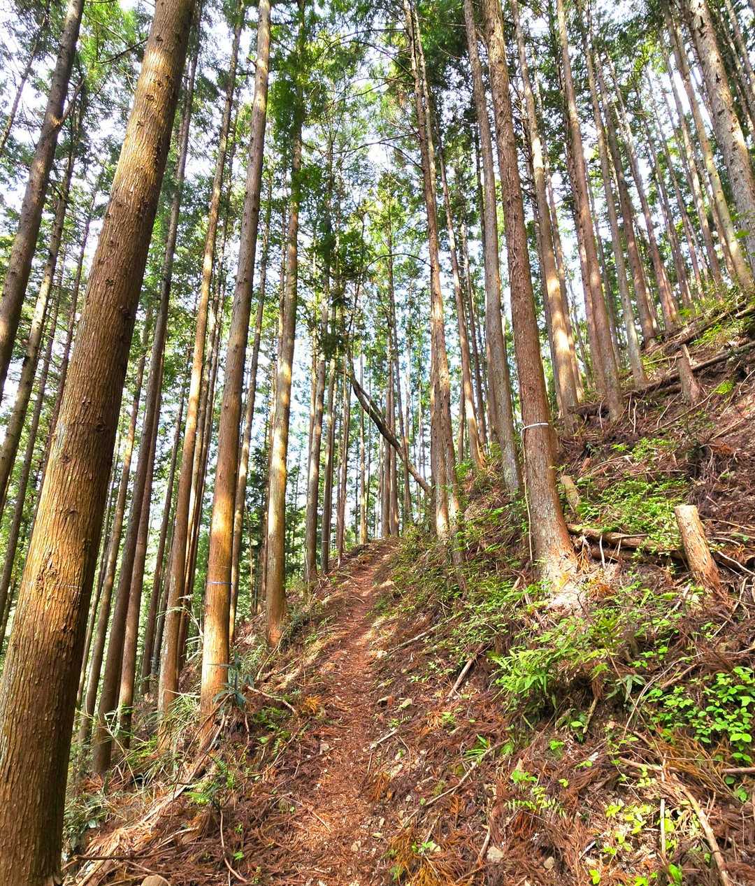明るく歩きやすい山道🎵