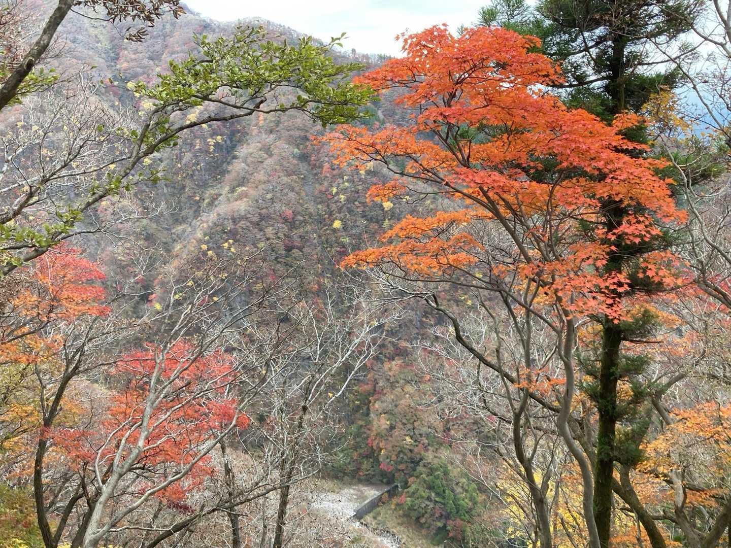 大戸尾根登山口-根子岳 往復コースの写真