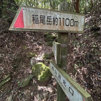 分岐　いよいよ本丸目指します