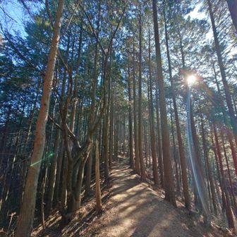 杉の間の登山道を進む。